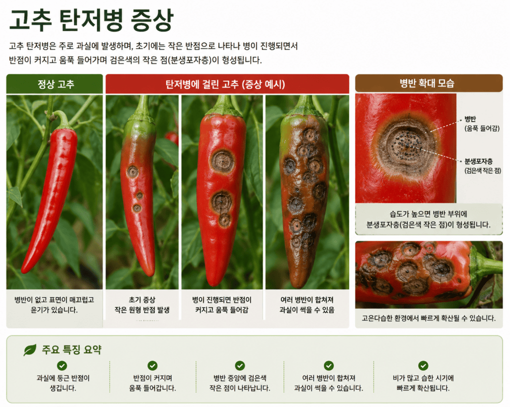 고추 과실에 나타난 탄저병 증상 참고 이미지